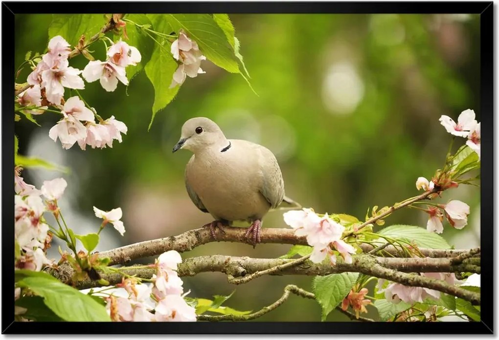 Poszterek keretben 60x40 Madarak