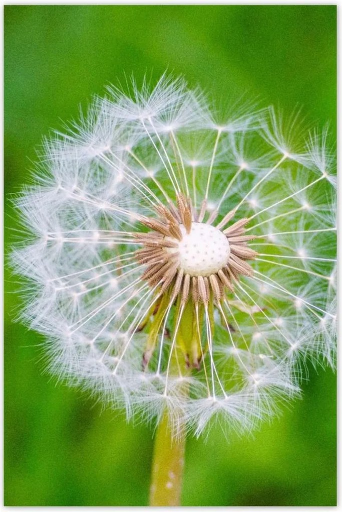 Poszterek 80x120 Pitypang Virág Virágok