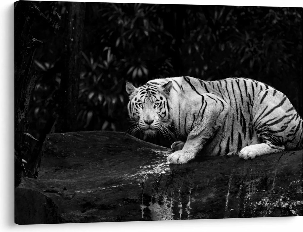 Kép - albínó tigris, fekete-fehér (70x50 cm)