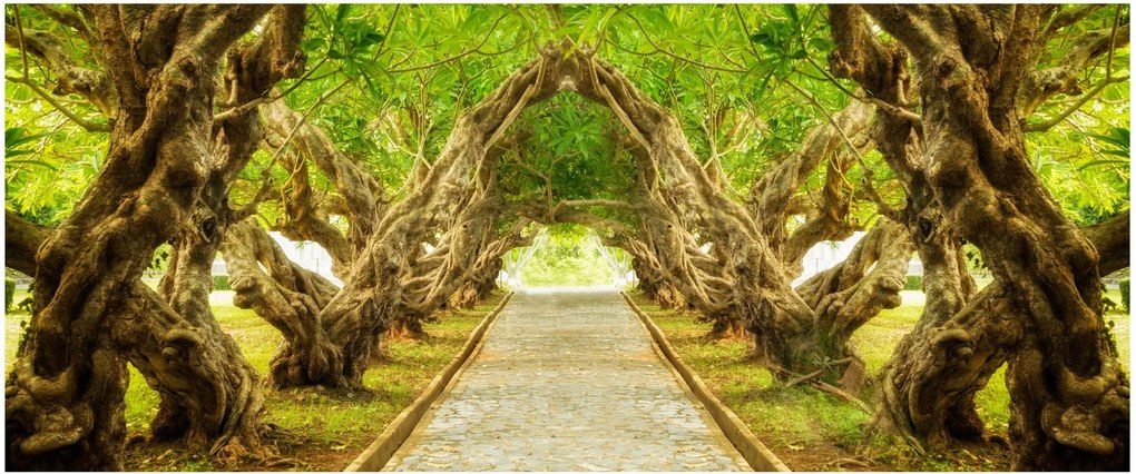 Kép - Plumeria élő alagútja (120x50 cm)