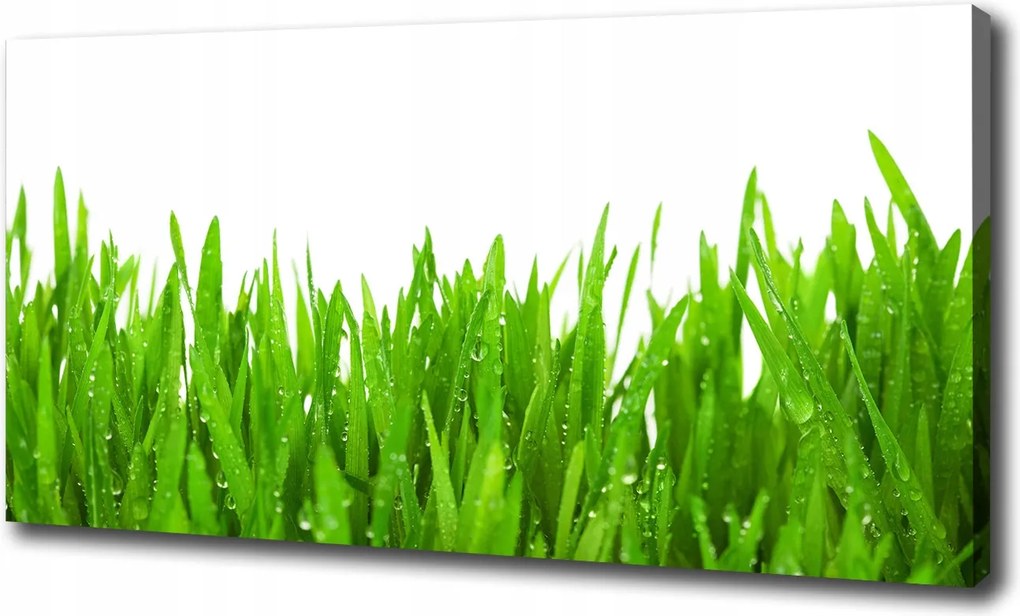 Fotótapéta nappaliba Fű 120x60 cm