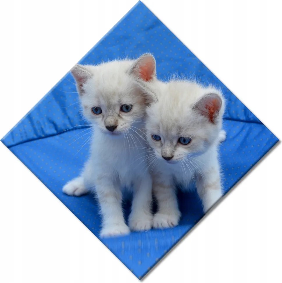 Vászonkép 28x28 Aranyos cicák Cicák