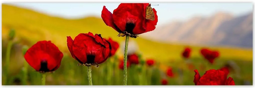 Poszterek 200x66 Piros pipacs Virágok Hegyek