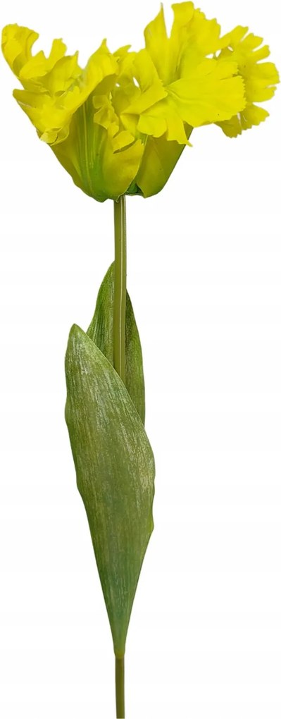 Papagáj tulipán nagy citromsárga (sp)