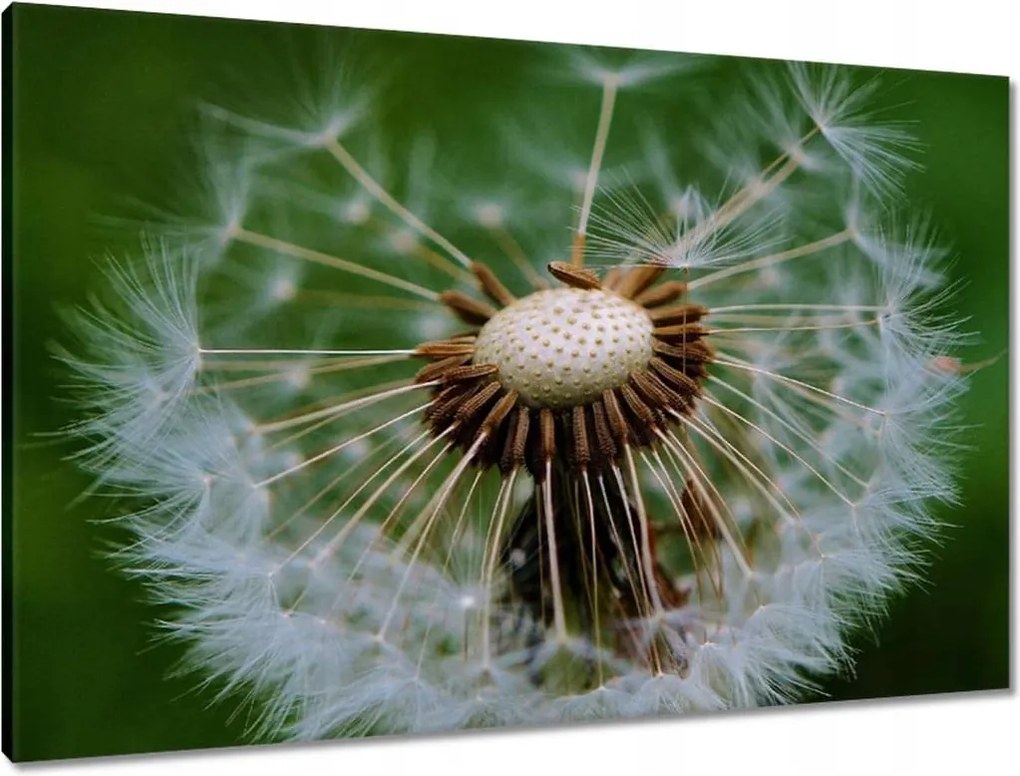 Vászonkép 90x60 Pitypang Virág Virágok