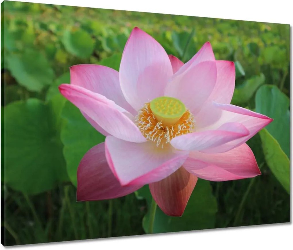 Vászonkép 80x60 Lótuszvirág