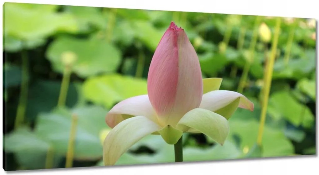 Vászonkép 115x55 Virágbimbó