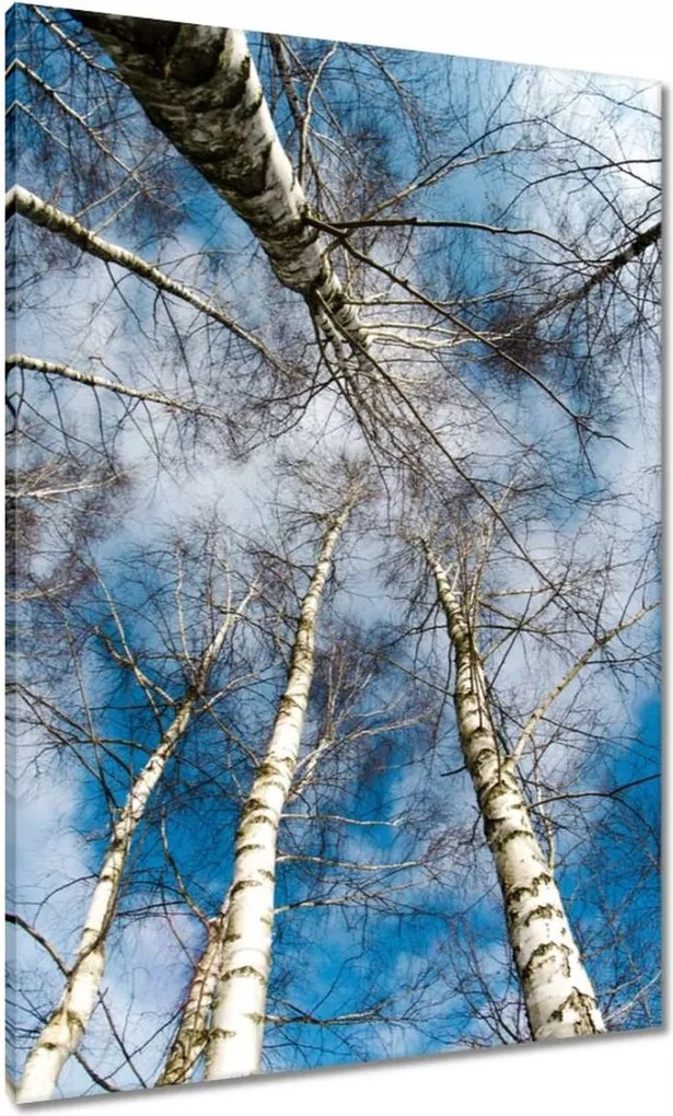 Vászonkép 70x100 Nyírfa