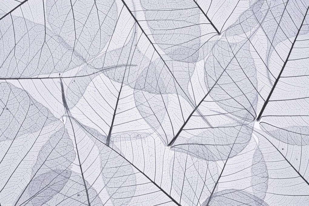 Poszter 45x30cm Csontváz levelek 2, Assaf Frank