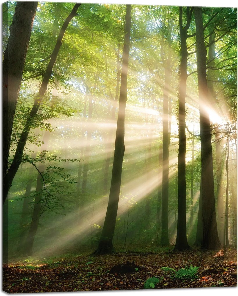 Vászonkép Nap az erdőben Fák Természet 40x50 cm