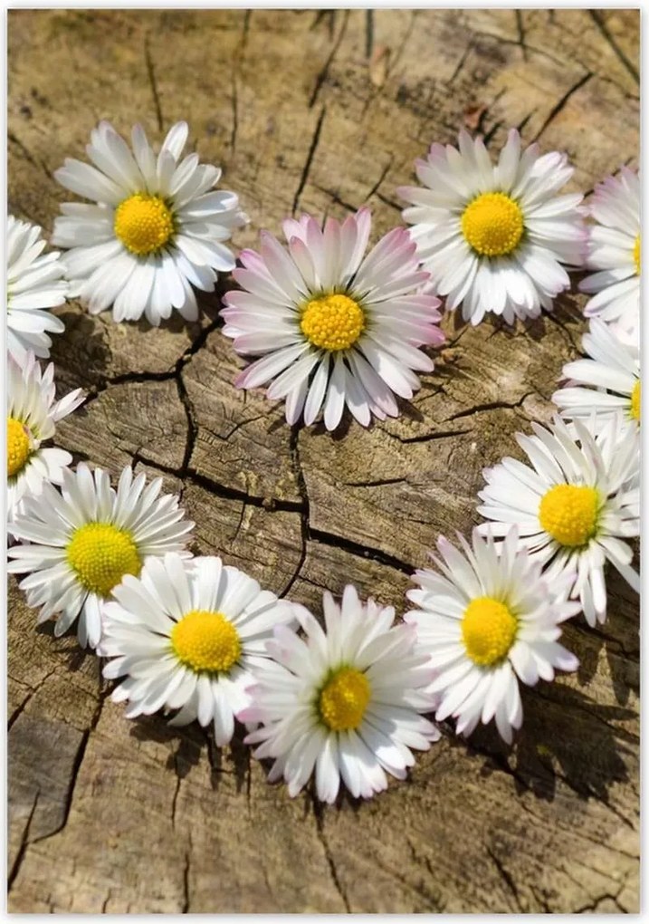 Poszterek 70x100 Kamilla szív