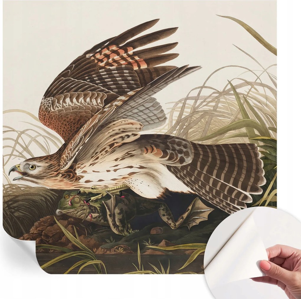 Öntapadós tapéta Falfestmény Prémium Szárnyas szépség 250x250 cm