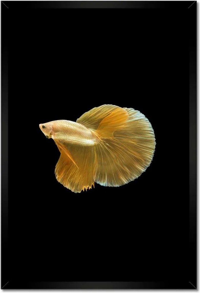 Poszterek keretben 40x60 Arany sziámi hal
