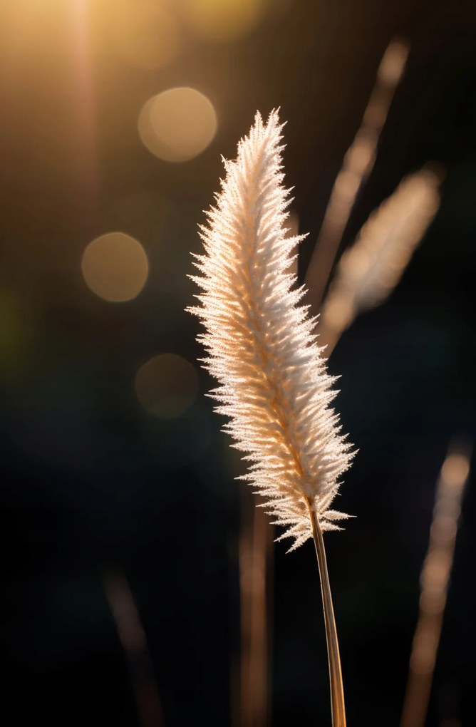 Poszter 56,6x86,4cm Arany fény