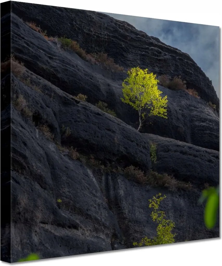 Vászonkép 60x60 Fa Fák Kilátás