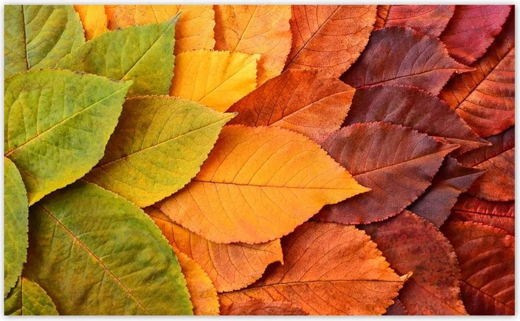 Fotótapéták 416x254 Őszi színes levelek Levelek az ősz színeiben
