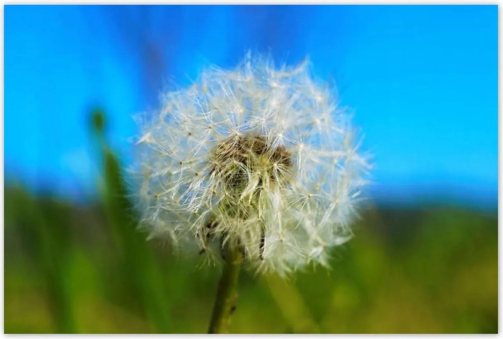 Poszterek 120x80 Pitypang Virág Virágok