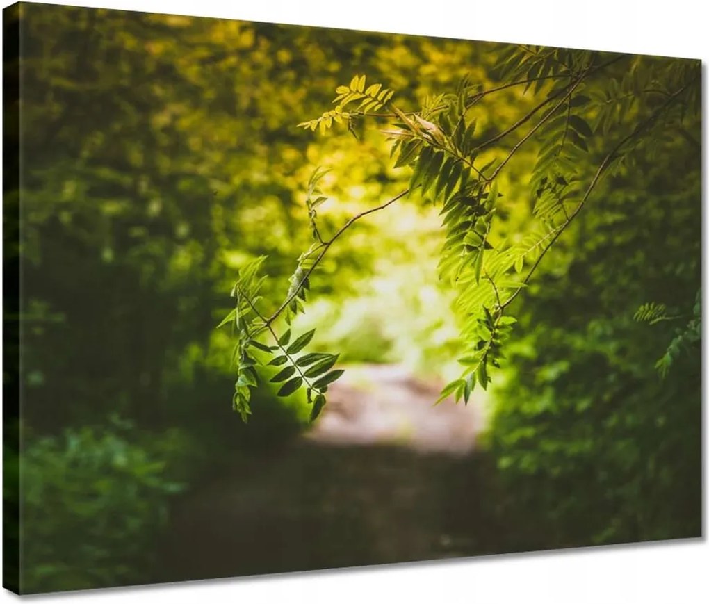 Vászonkép 40x30 Zöld levelek Levelek