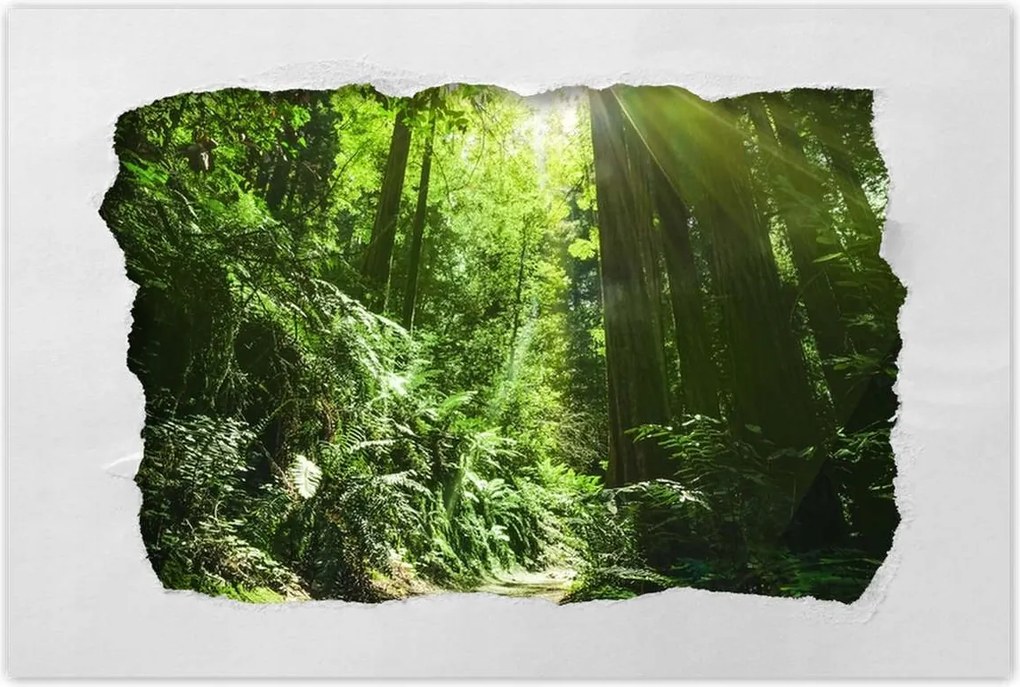 Poszterek 60x40 Varázslatos erdő Tájkép