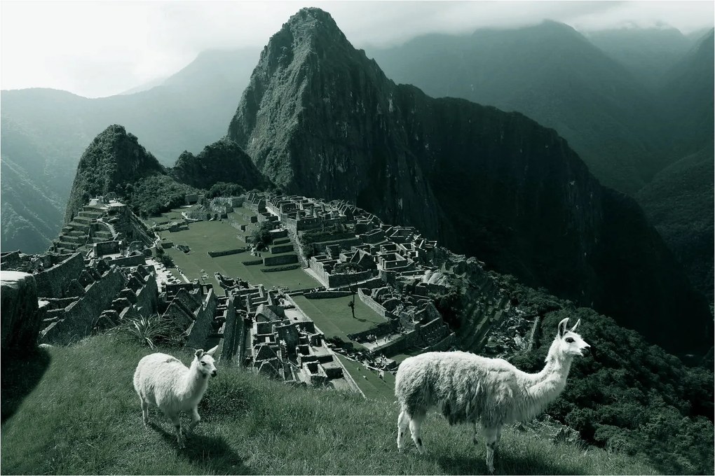 Kép - Lámák a perui Machu Picchunál (90x60 cm)
