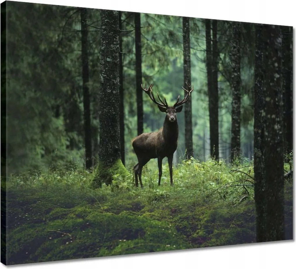 Vászonkép 50x40 Szarvas Erdő Tájkép
