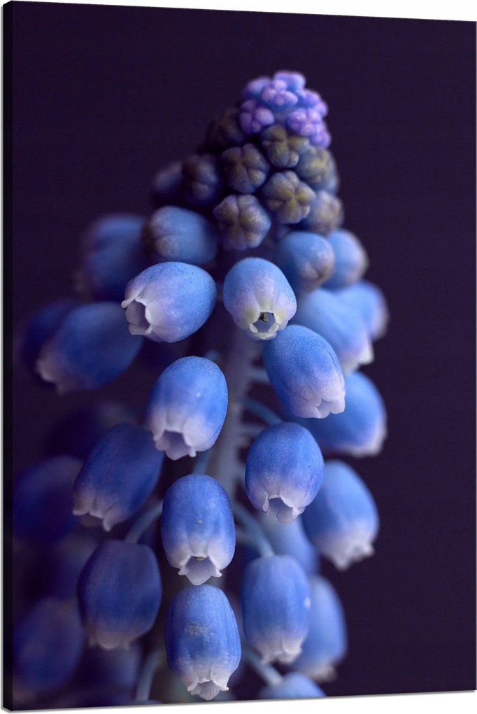 Botanika Vászonkép Örmény zafír 80x120 c