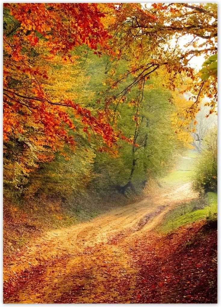 Poszterek 50x70 Út az erdőben ősz