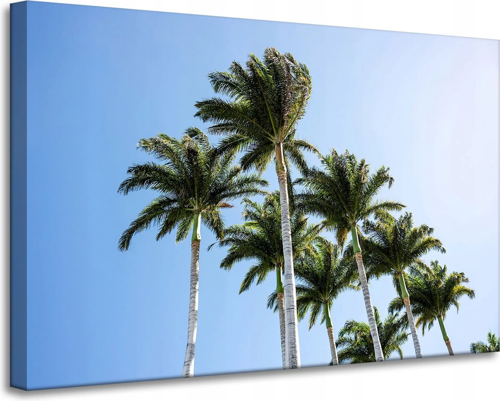 Vászonkép Természet Pálmafák Nap 90x60 cm