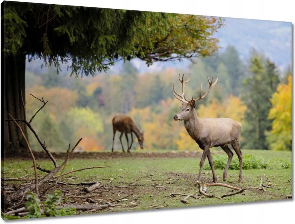 Vászonkép 90x60 Szarvas a szeretett szarvassal