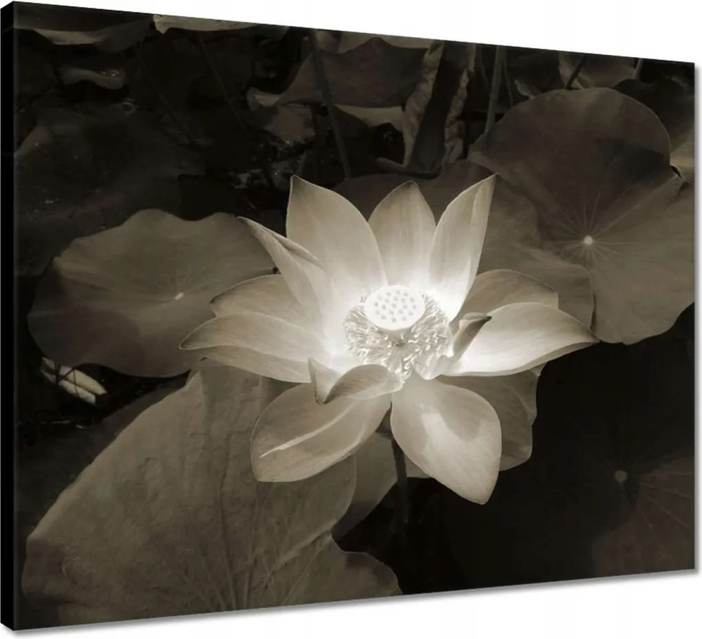 Vászonkép 50x40 Lótuszvirág