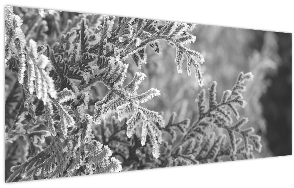 Kép - Lucfenyő erdő (120x50 cm)