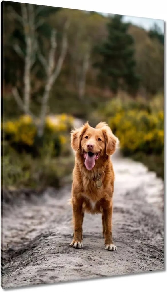 Vászonkép 80x120 Kutya Kutyák