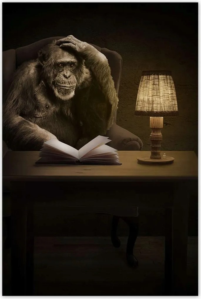 Poszterek 80x120 Csimpánz Mit csomagolok?