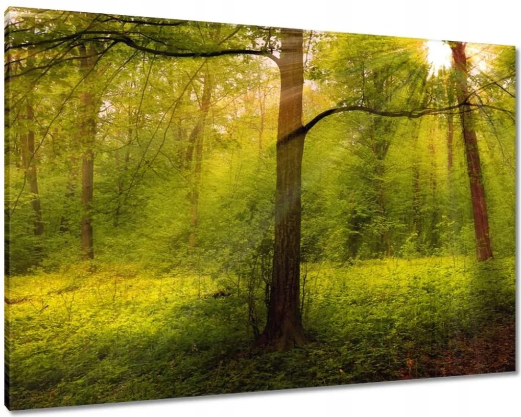 Vászonkép 100x70 Varázslatos erdő Tájkép