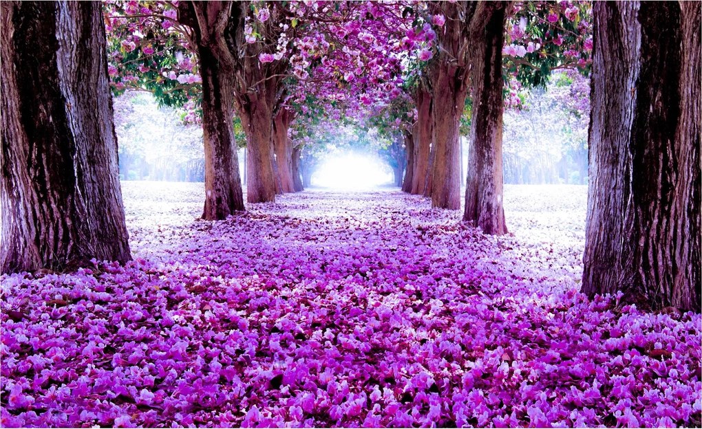 Flizelin fotótapéta Lila alagút virágos erdő sugárút 350x250 +ragasztó