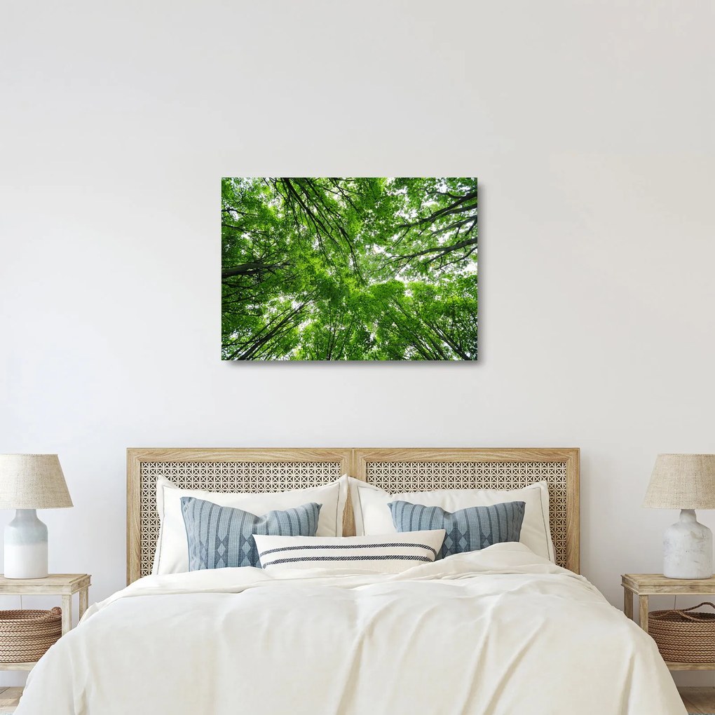 Kép - Kilátás a fák tetejére (üvegen) (70x50 cm)