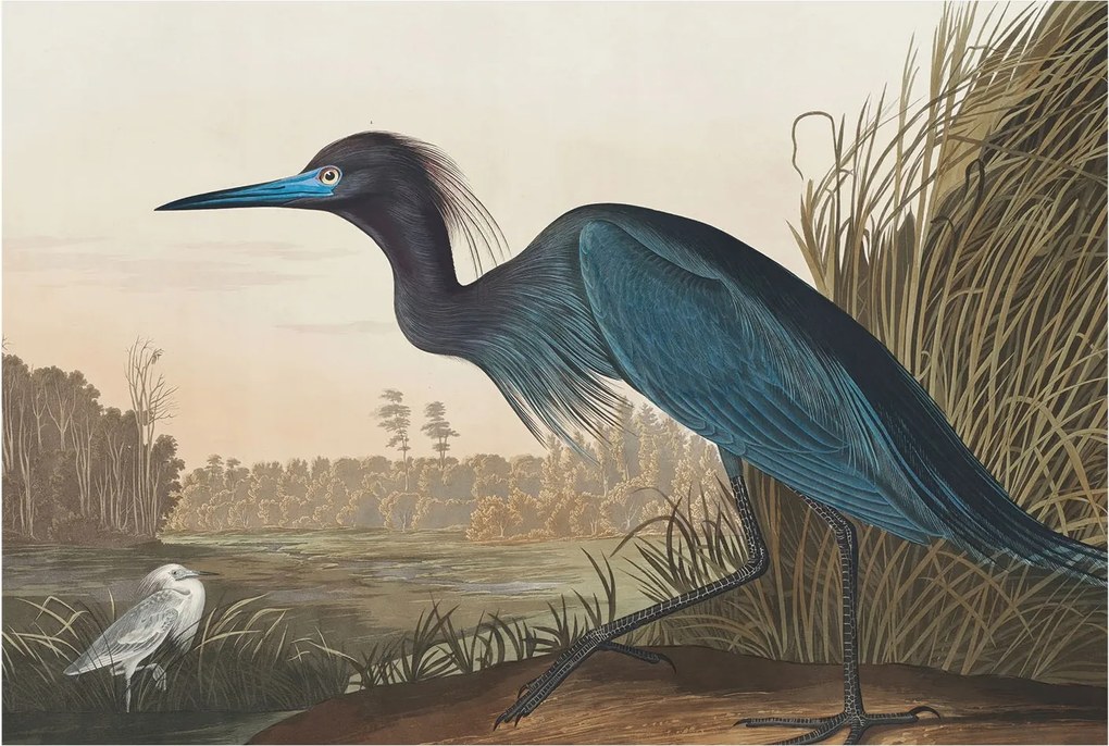 Flizelin tapéta Fali Flizelin Prémium Vízparti madarak 104x70 Ragasztó