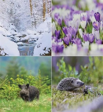 Naptár, fali, CSG Erdeink világa (NCFN084)