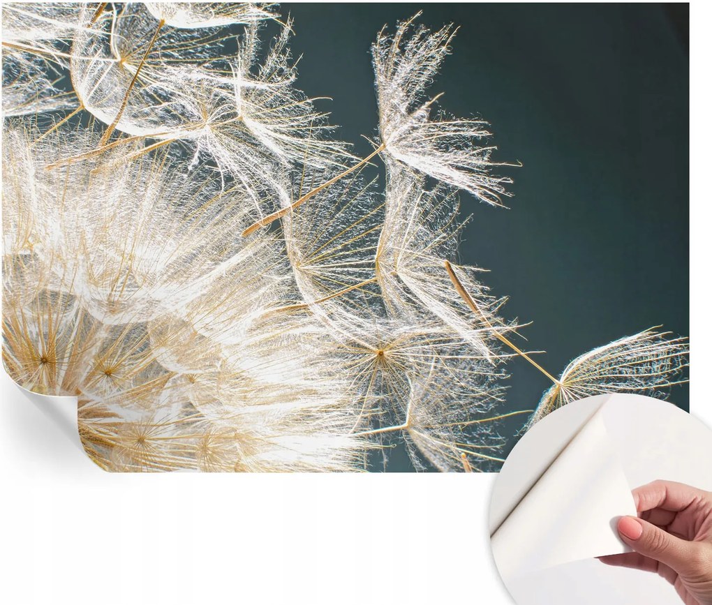 Dekoratív Öntapadós Tapéta Divatos Minták Pitypang könnyedség 152x104 cm