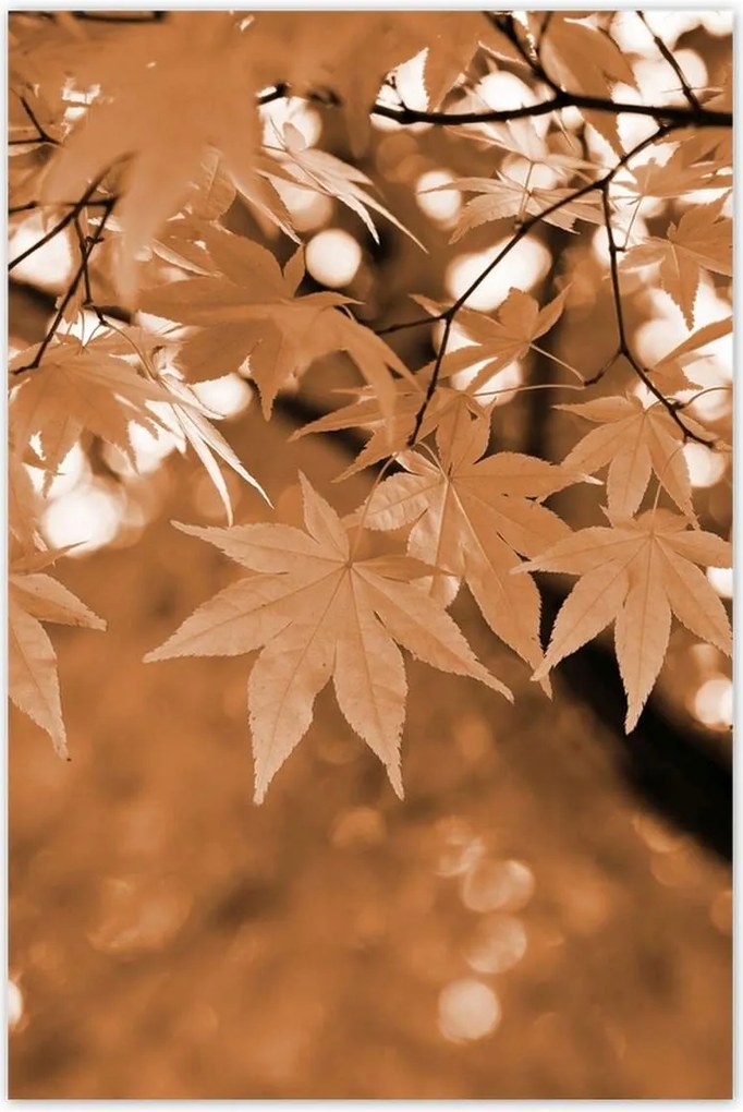 Poszterek 80x120 Szépia Őszi levelek