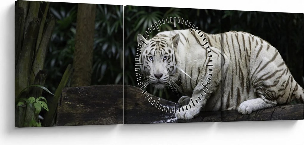 Kép - albínó tigris (órával) (90x30 cm)