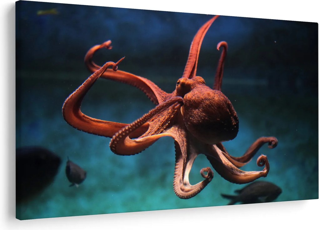 Kép - Octopus (90x60 cm)