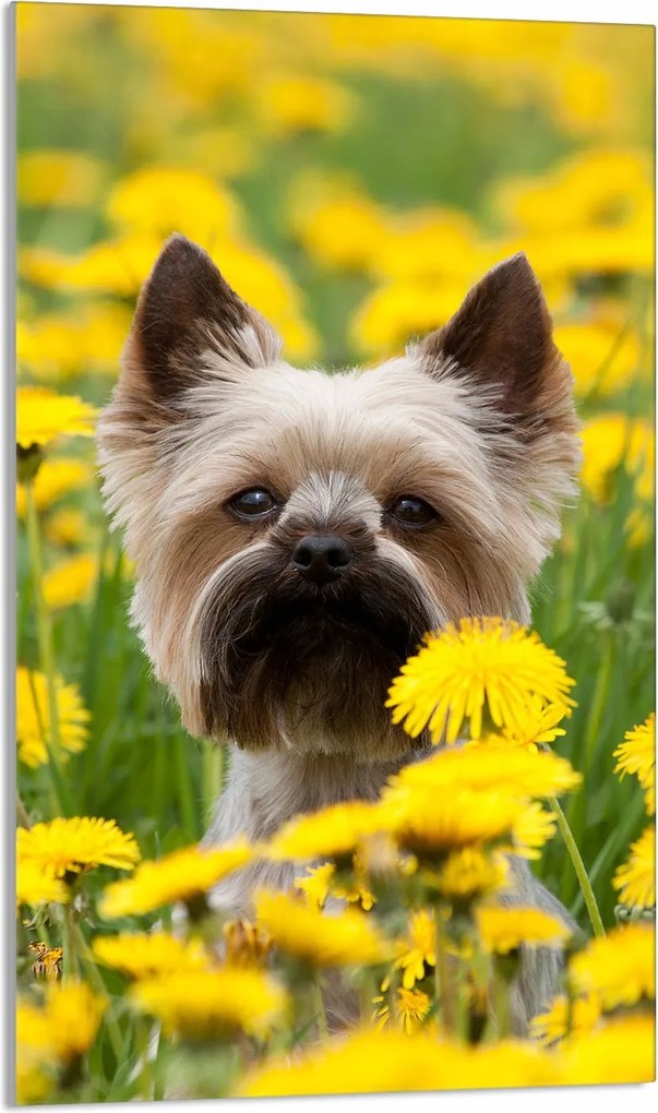 Üveg Vágódeszka 30x52 Kutya a Konyhába