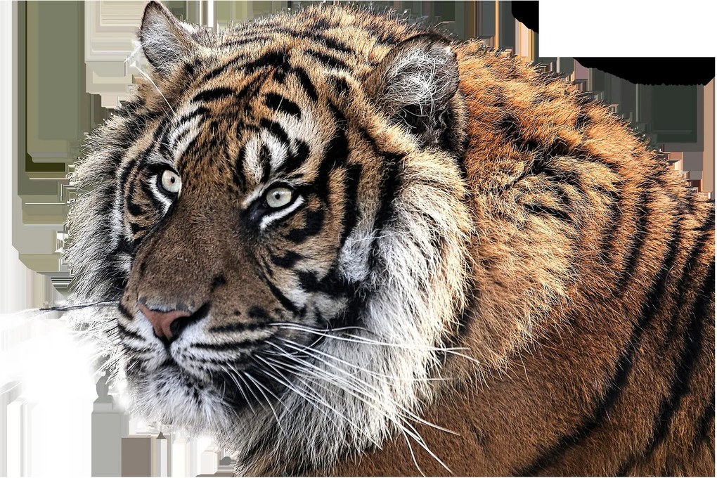 Tigris képe (90x60 cm)
