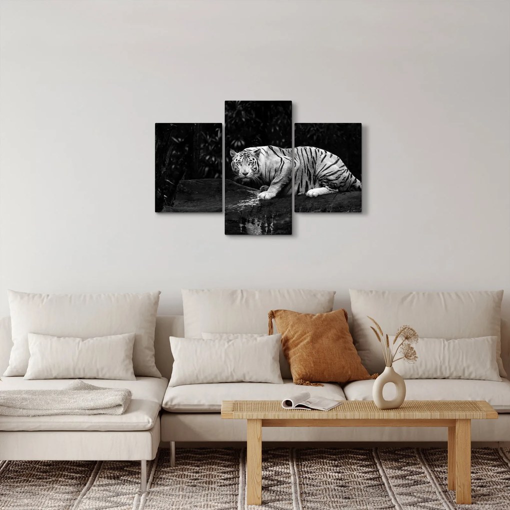 Kép - albínó tigris, fekete-fehér (90x60 cm)