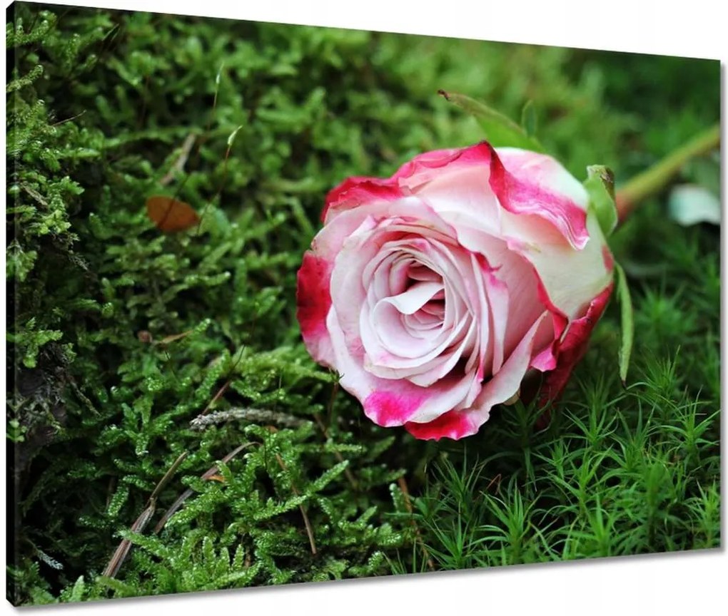 Vászonkép 80x60 Rózsa Virág Virágok Rózsa