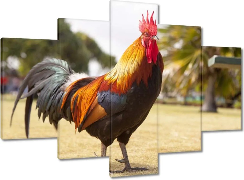 Festmények 150x105 Kakas