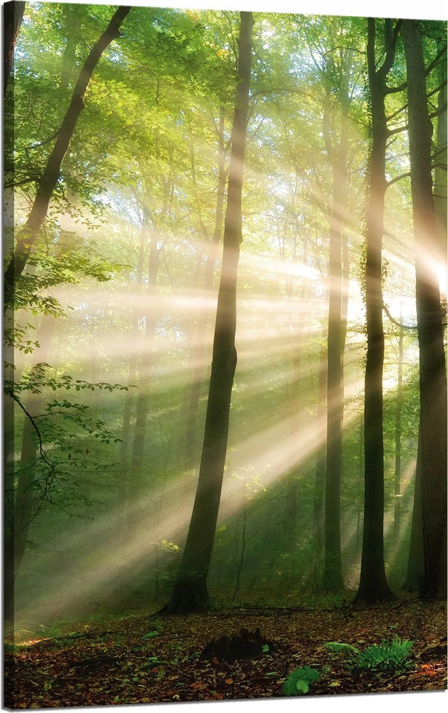 Vászonkép Nap az erdőben Fák Természet 50x80 cm