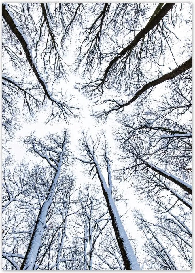 Poszterek A4 Pion Fa Kilátás