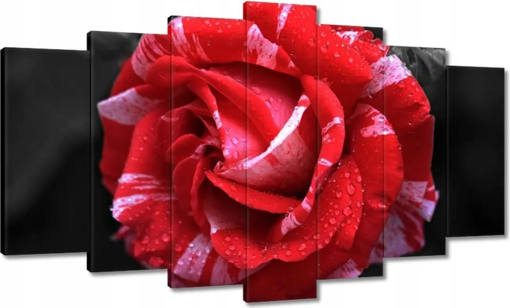 Vászonkép 140x80 Fehér-piros rózsa